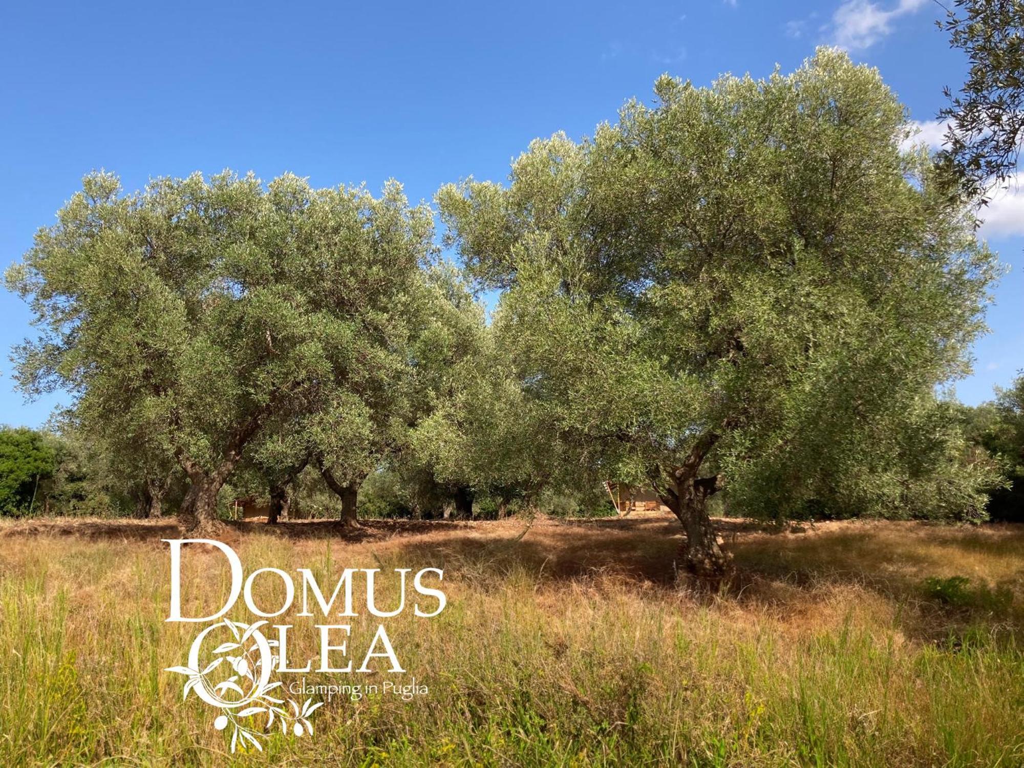ホテル Domus Olea Glamping チェーリエ・メッサーピカ エクステリア 写真